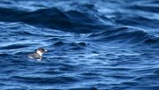 Ancient Murrelet